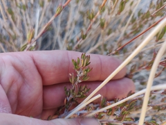 Eriogonum fasciculatum polifolium