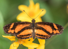 Castilia eranites