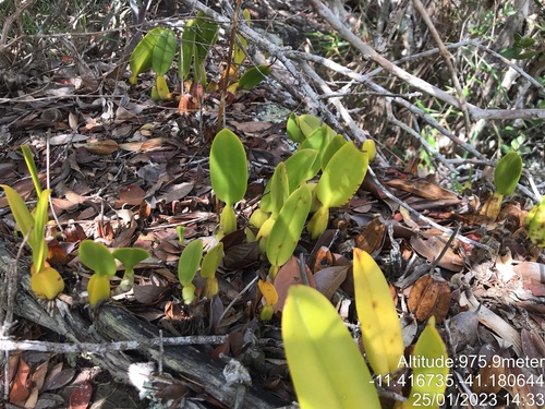 Weddell bulbophyllum (Bulbophyllum weddellii)