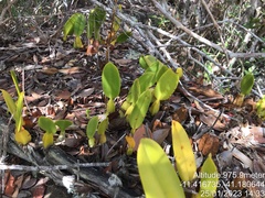 Bulbophyllum weddellii