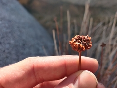 Eriogonum fasciculatum polifolium
