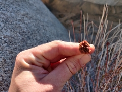 Eriogonum fasciculatum polifolium