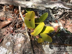 Bulbophyllum weddellii