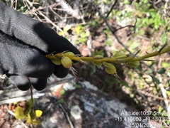 Bulbophyllum weddellii