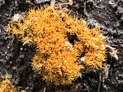 Trentepohlia aurea