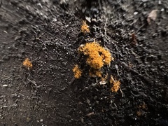 Trentepohlia aurea