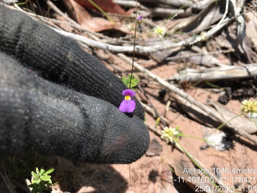 Utricularia blanchetii