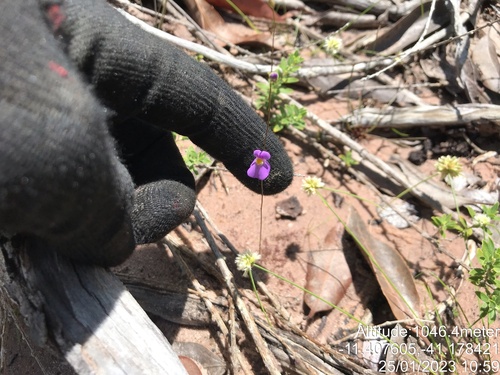 Utricularia blanchetii, photograph 1
