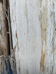Mycocalicium subtile