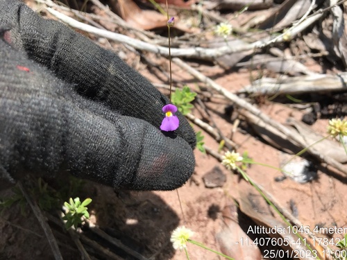 Utricularia blanchetii, photograph 2