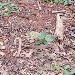 Ascia monuste orseis