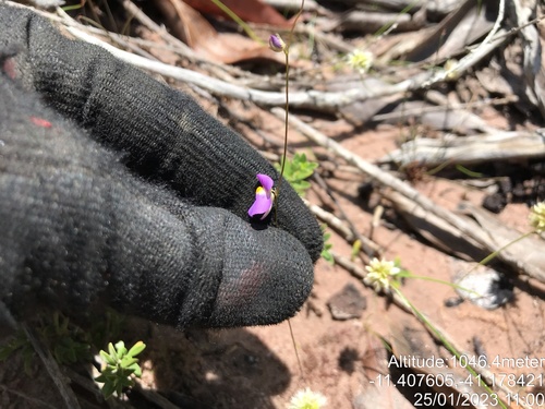Utricularia blanchetii, photograph 3