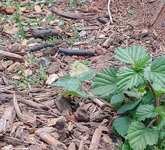 Ascia monuste orseis