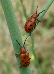 Crioceris duodecimpunctata