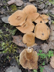 Cortinarius triumphans