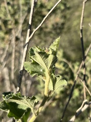 Malacothamnus foliosus