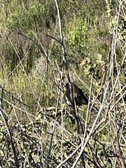 Malacothamnus foliosus