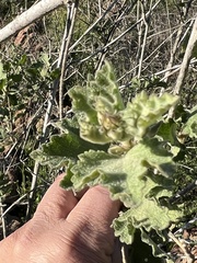 Malacothamnus foliosus