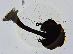 Mycocalicium subtile