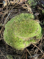 Leucobryum glaucum