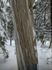 Mycocalicium subtile