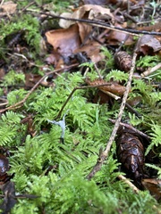 Xylaria hypoxylon