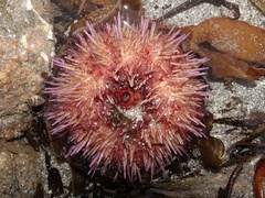 Psammechinus miliaris