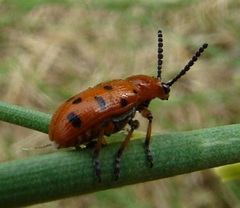 Crioceris duodecimpunctata