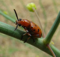 Crioceris duodecimpunctata