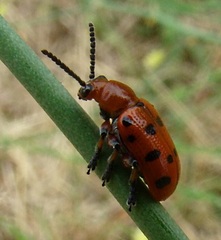 Crioceris duodecimpunctata