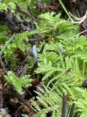 Xylaria hypoxylon