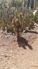 Cereus hildmannianus