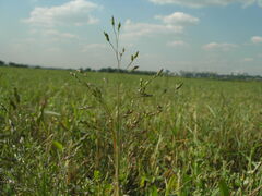 Panicum miliaceum ruderale