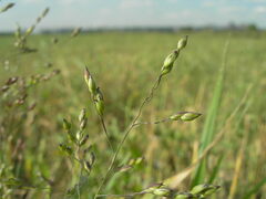 Panicum miliaceum ruderale