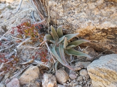 Dudleya saxosa