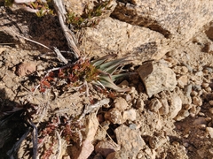 Dudleya saxosa