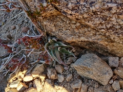 Dudleya saxosa