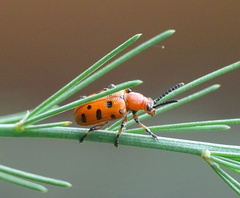 Crioceris duodecimpunctata