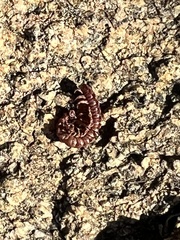 Nearctodesmidae