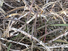 Brassavola