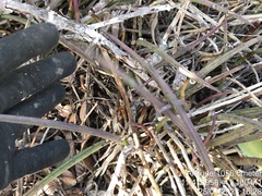 Brassavola