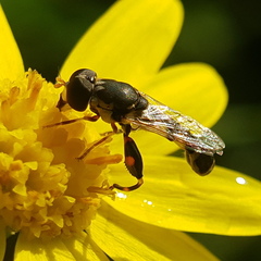 Syritta pipiens