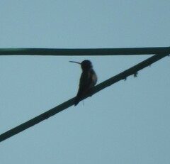 Cynanthus latirostris