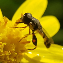 Syritta pipiens