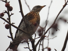 Turdus pilaris