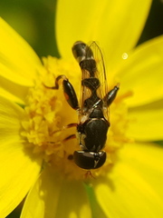 Syritta pipiens