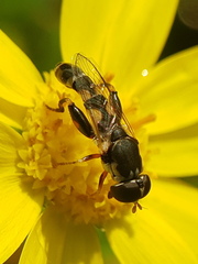 Syritta pipiens