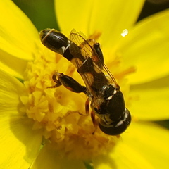Syritta pipiens