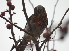 Turdus pilaris