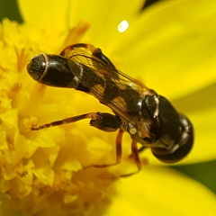 Syritta pipiens